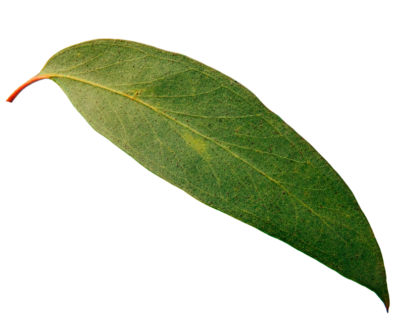 Leaf